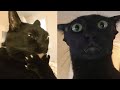 Funny Moments of Cats | Funny Video Compilation - Fails Of The Week #26