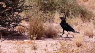 Corvus Ruficollis, Tiris-Zemmour, Mauritania