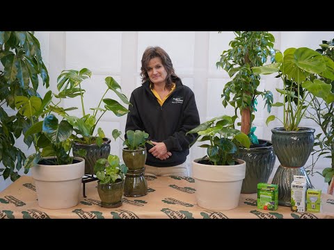 Virtual Seminar: Philodendron Monstera Care Tips ENGLISH GARDENS