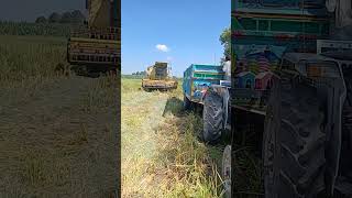 Forage Harvester on Maize Silage #agri #short #status #subscribe #shortsfeed