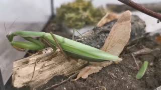 My Pet Praying Mantis Is Cleaning Itself