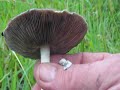 Identifying & harvesting Psilocybin Cubensis magic mushrooms Northern NSW