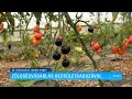 Zöldségvásárlás becsületkasszával – Erdélyi Magyar Televízió