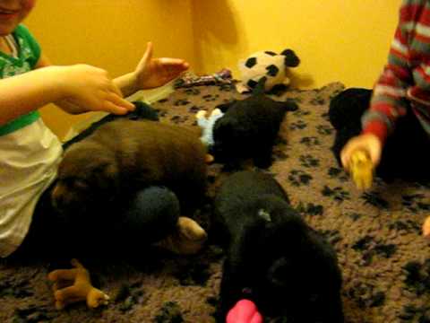 Puppies And Children. Cute labrador puppies and kids