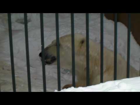 Polar Bear 20100305 ホッキョクグマのデナリとララ　円山動物園