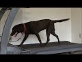 Coco (Chocolate Labrador Retriever) Dog Training Video