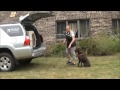 Coco (Chocolate Labrador Retriever) Dog Training Video