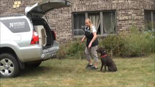 Coco (Chocolate Labrador Retriever) Dog Training Video