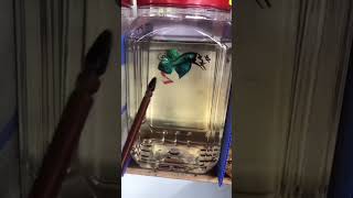 Wild Betta Mahachai Viral