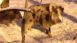 Не Кабанье Это Дело - Еду В Лесу Искать! Boars Have Filled The City