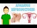 APARATOS REPRODUCTORES Para niños