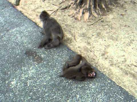高崎山のお猿さんたち３