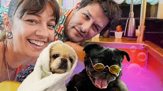 Köpeklere Tuz Banyosu Ve Muhteşem Değişimleri