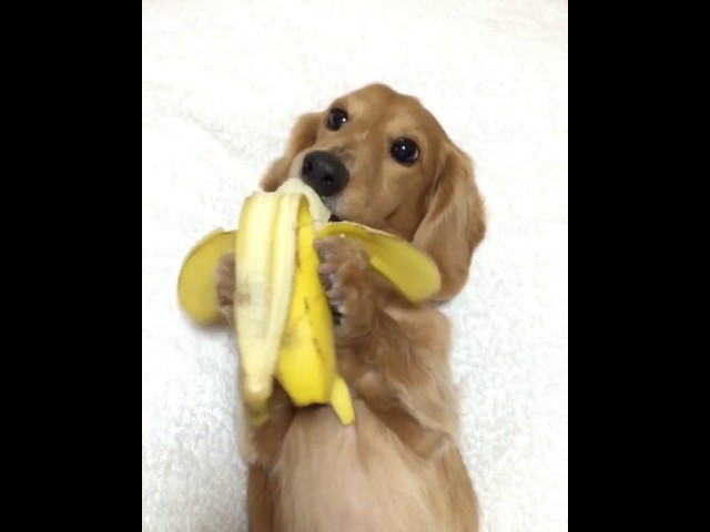 Dachshund Eats Banana Like A Human - Video