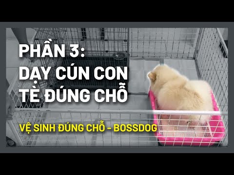 Dạy chó đi vệ sinh (#BOSS063) Tập cún con mới nuôi đi vệ sinh? | Chi tiết - thành công | BossDog