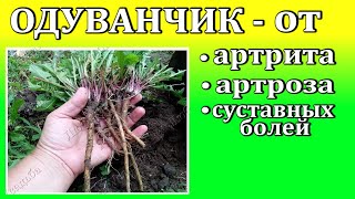 Лекарственные травы    Одуванчик для лечения артритов, артрозов,остеохондроза,болей в суставах