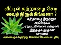 கற்றாழை செடியை வீட்டின் எந்த திசையில் வைக்க வேண்டும் | Aloe vera benefits in tamil