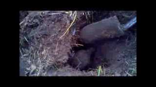 Badger Hunting With German Hunt Terrier Jagdterrier