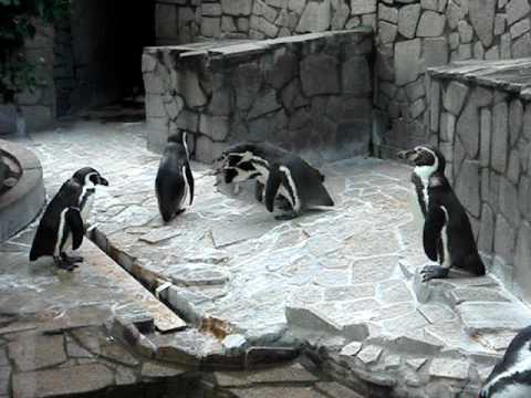 江戸川区自然動物園　フンボルトペンギン　あずき 怒ってます