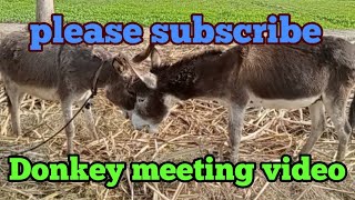 Donkey Murrah Meeting First Time Video