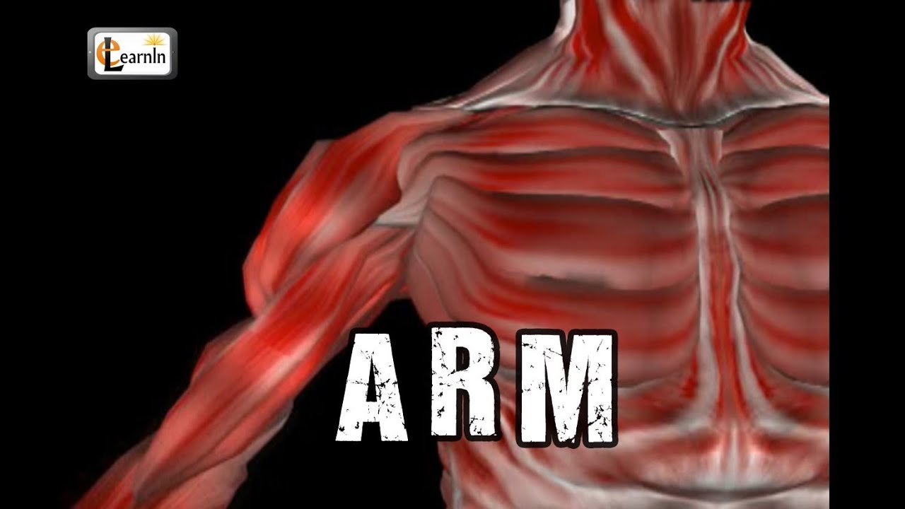 Arm Anatomy | Arm bones muscles joints | Human Anatomy and Physiology