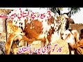 Cholistani Sahiwal World Biggest Udder Cow Farm Luden Cow Mandi || Global Village Farming