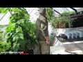 Loan-qualifying aquaponics greenhouse kit for income, family