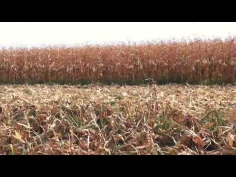 Capello Quasar kukorica adapter demo John Deere