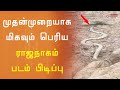 முதன்முறையாக மிகவும் பெரிய ராஜநாகம் படம் பிடிப்பு | Snake video