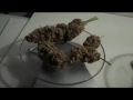 legal bud