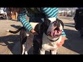 dogs at the holidays