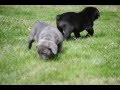 Cane Corso Puppies For Sale