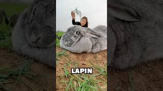 Le Lapin Le Plus Grand Du Monde