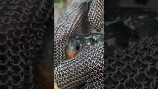 Piranha Biting