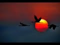 یــاری انــدر کــس نمــیبینم یــاران را چــه شــد؟ Shajarian. Mohamadreza