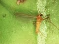 Boxwood Leafminer Larvae