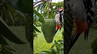 The Funny Woodpecker Is Plucking A Big Soursop Fruit