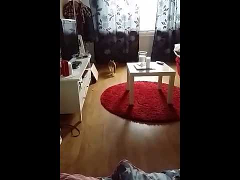Snapchat intialainen koiran tyyliin Snapchat intialainen koiran tyyliin