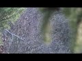 Archery Season 2010 Bow Hunting Pennsylvania 6 images Archery Season 2010 Bow Hunting Pennsylvania 6