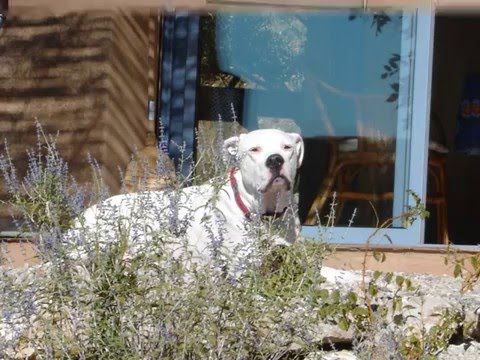 dogo argentino breeders canada. Dogo Argentino Dog.