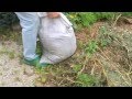 Kartoffeln aus dem Sack - Ernte
