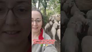 Sönmez Koyunlarımızın Çiftleşmesi Başladı Koç Kemeri Ile Kuzuların Babaları Not Alınıyor