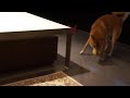 [柴犬Shiba Inu-Hachi] 接桌上球Catch the ball on table