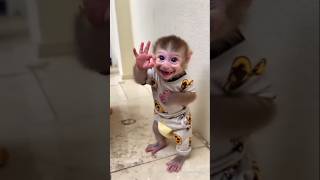 Digital Monkey Comedy Monkey So Cute Reaction