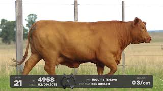 LOTE 21 - VENTRES BRANGUS - LEILÃO SÃO BIBIANO 2021