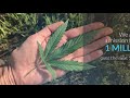 Cannabis Industry Training & eLearning Solutions