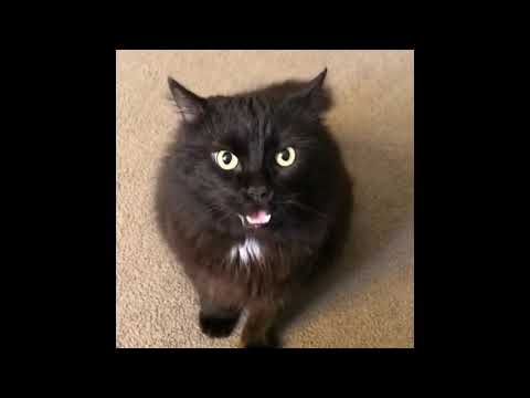 Stuck Cat Know Your Meme