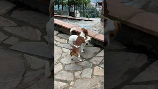 Crazy Jackrussell
