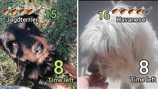 Eating Contest Jagdterrier Vs Havanese