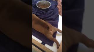 Frankie & Louie - 6 Weeks